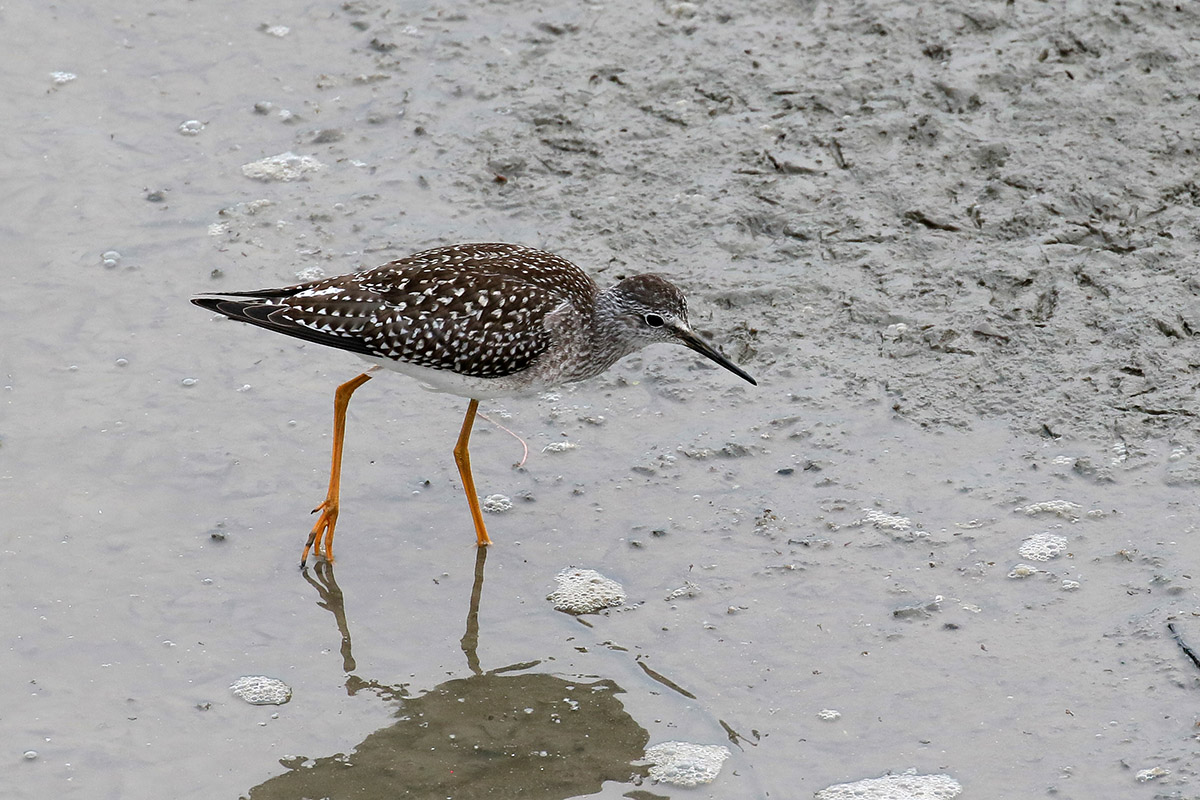 Lesser Yellow-legs - Kleine geelpootruiter